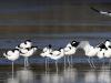 Avocette Elegante